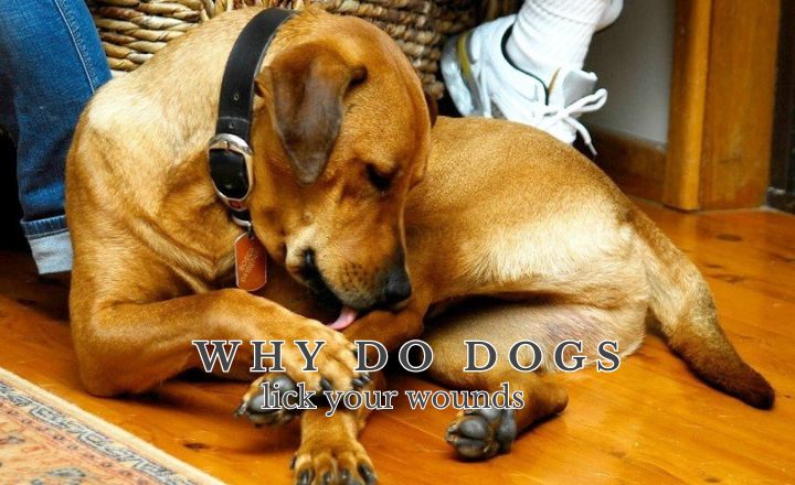 Why do dogs lick your wounds? Exploring this instinctive behavior, as well as the benefits, risks, and how to prevent it. Can dog saliva heal wounds?